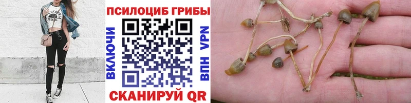гидра онион  как найти закладки  Кировск  Галлюциногенные грибы GOLDEN TEACHER 